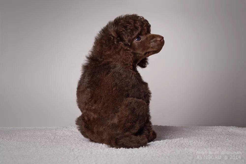 карликовый пудель шоколадный. карликовый пудель тикап. карликовый пудель коричневый. карликовый пудель. каштановый пудель карликовый.