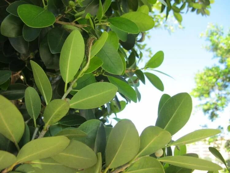Похож на фикус фото и название Cómo y cuándo plantar Ficus Elástica