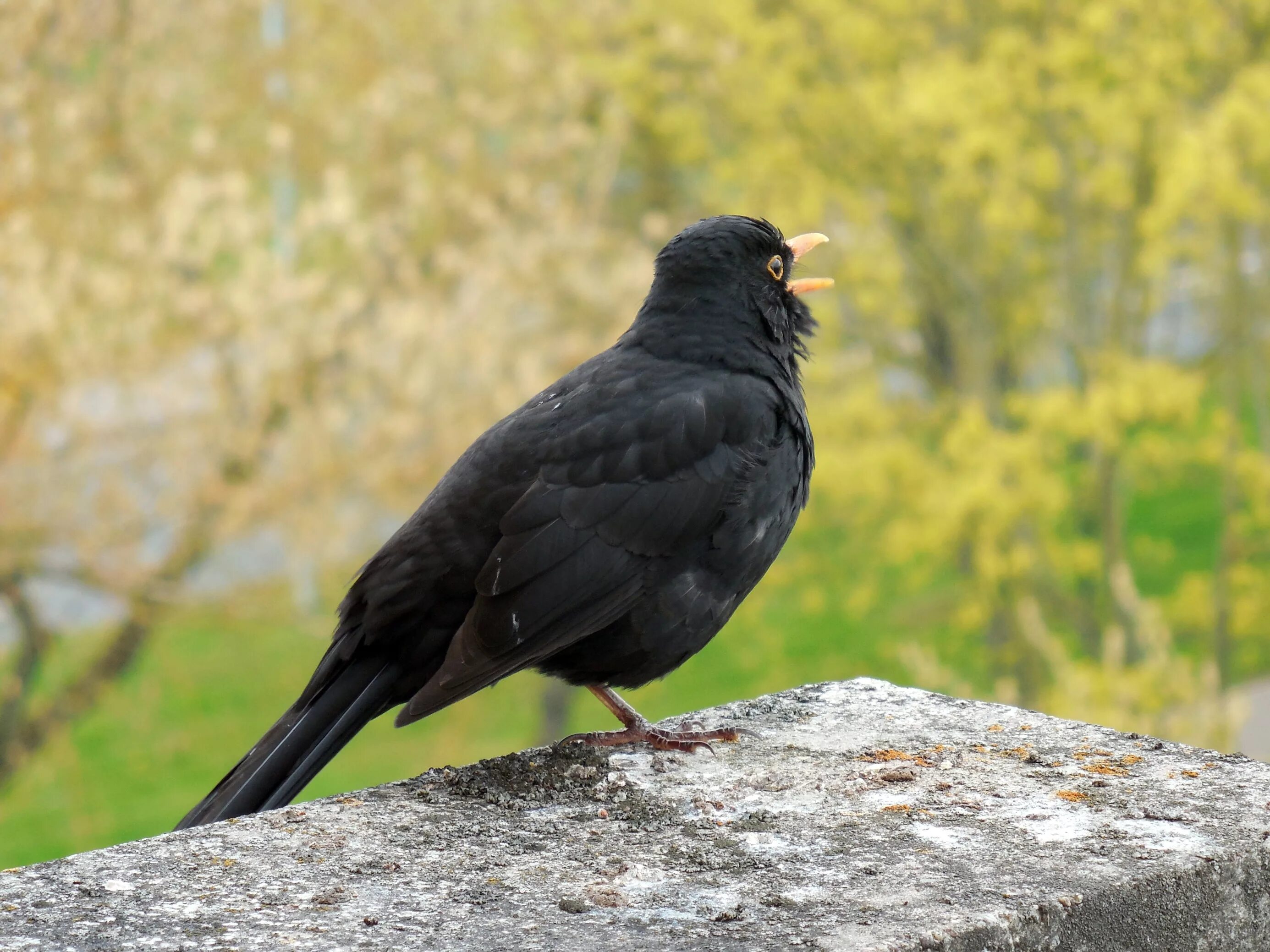 Черный Дрозд птица. Черный Дрозд весной. Американский черный Дрозд птица. Черный Дрозд фото.