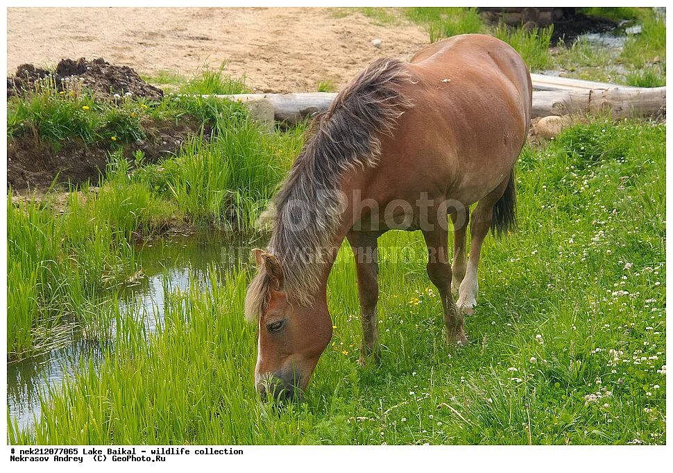 Хорс лейк. Домашняя лошадь (лат. Equus caballus. Equus caballus перевод.