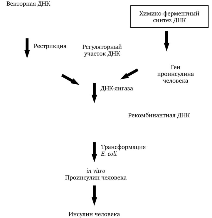 Установите последовательность стадий человека. Схема способы получения инсулина человека. Этапы биотехнологического синтеза инсулина. Схема биотехнологического производства инсулина. Последовательность этапов получения инсулина.