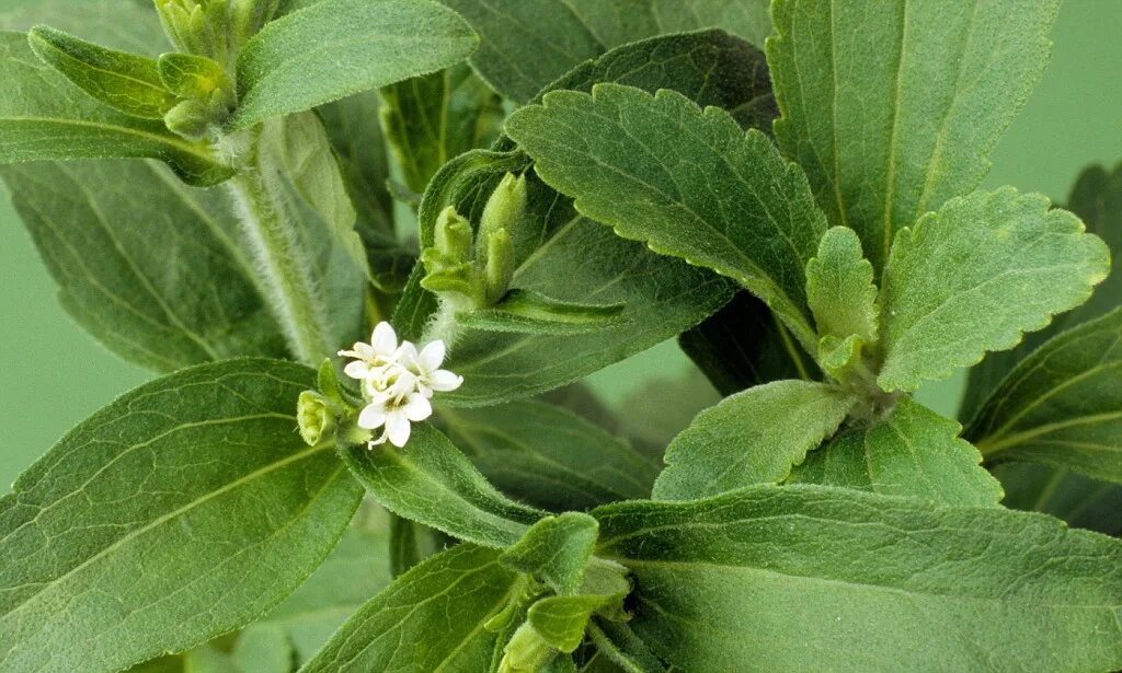 Стевия растение. Stevia rebaudiana. Стевия медовая. Цветущая стевия.