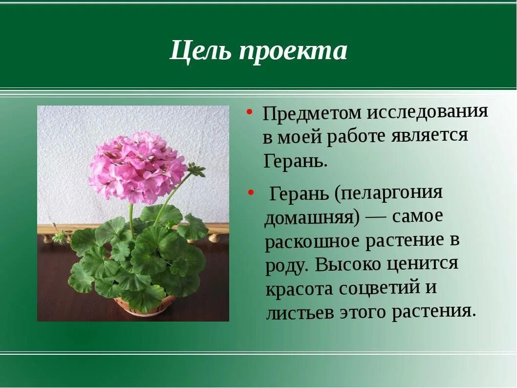 Скорость герани. Черенкование пеларгонии. 2. Герань (пеларгония). Герань комнатное растение. Пеларгония (герань) клобучковая.