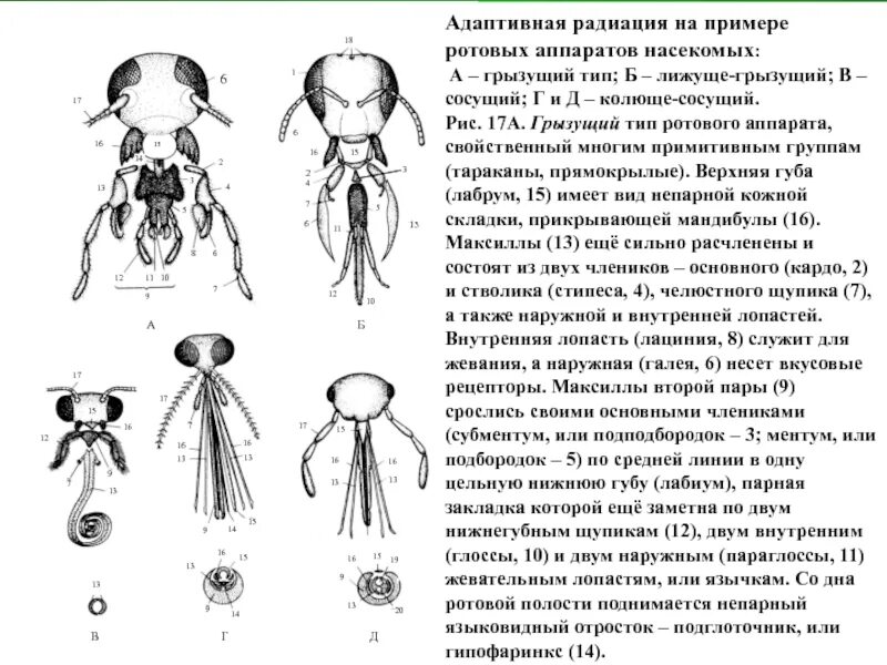 Строение ротовых органов насекомых. Строение ротового аппарата насекомых таблица. типы ротовых аппаратов насекомых с примерами таблица. схема строения ротовых аппаратов насекомых. грызуще-сосущий ротовой аппарат насекомых.