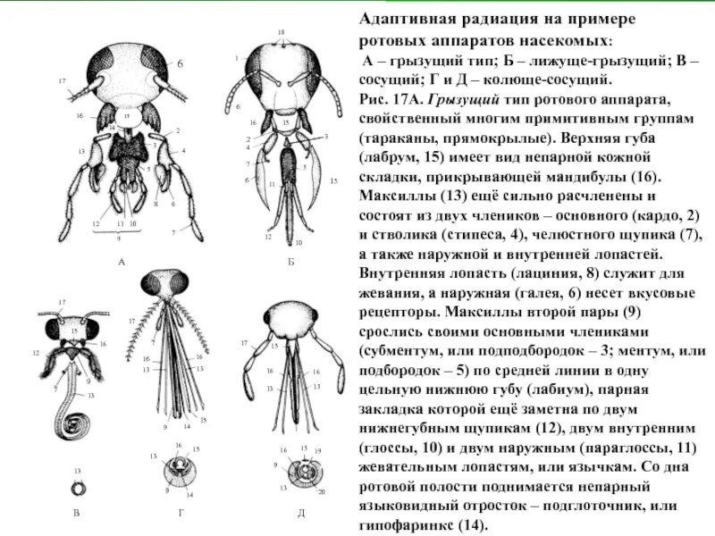 Ротовый. Строение ротового аппарата насекомых таблица. Схема строения ротовых аппаратов насекомых. Грызуще-сосущий ротовой аппарат насекомых. Тип ротового аппарата грызуще сосущий.