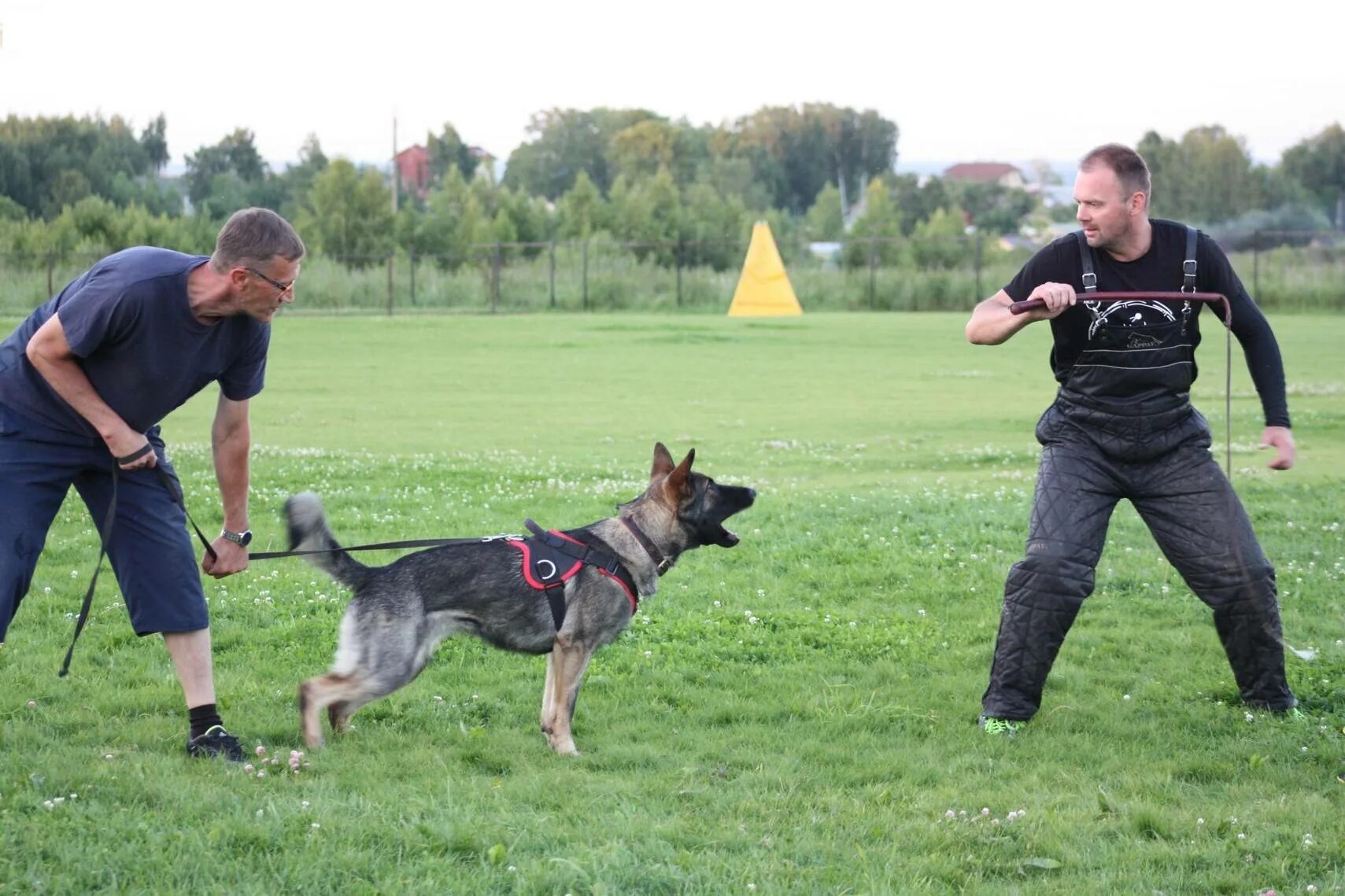 Дрессировка собак. Индивидуальная дрессировка собаки. Дрессировка собак. Инструктор собак. Дрессировка щенка.