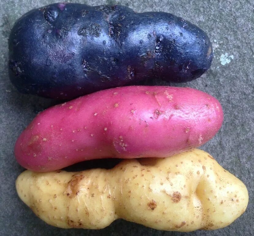 Сорт синего картофеля. Сорт картофеля перуанский фиолетовый (purple peruvian). сорт картофеля виталот. картошка сорт цыганка фиолетовая. сорт картофеля linzer blaue.