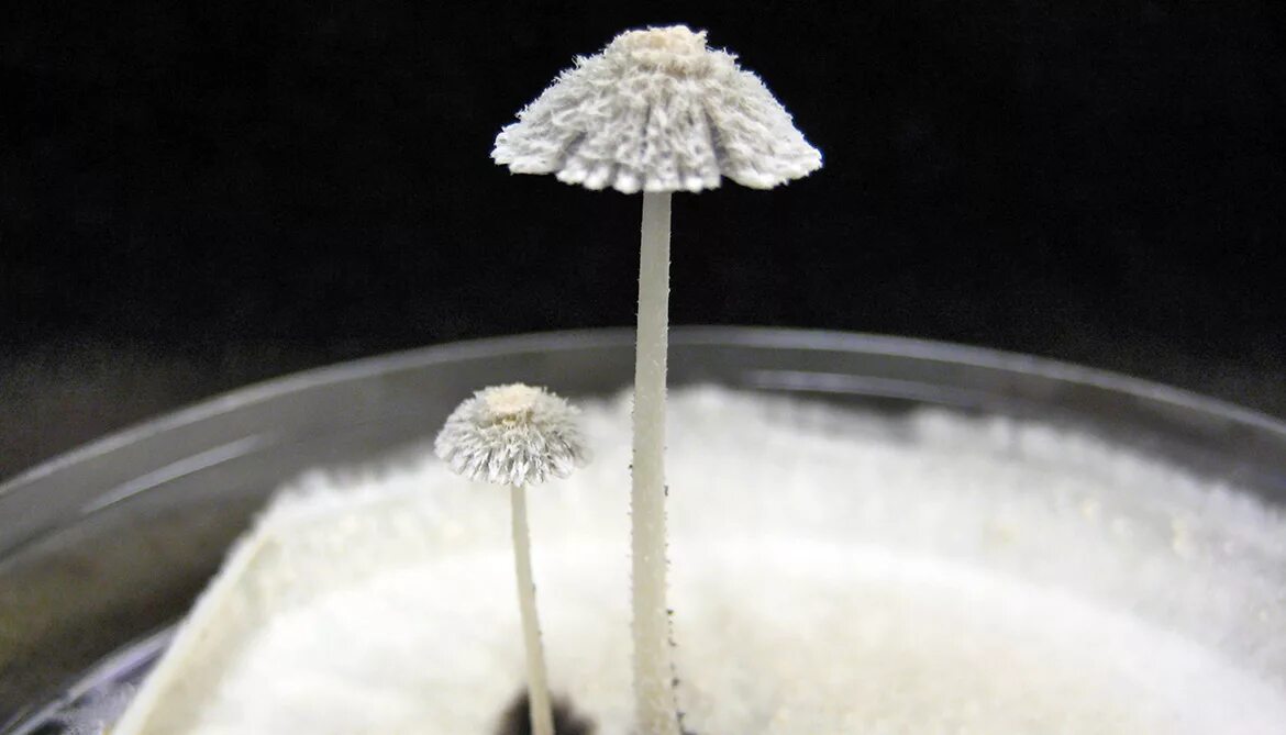 Используется для получения антибиотиков гриб. Пенициллин (penicillium). гриб пеницилл плесень. плесень пенициллиум. гриб пеницилл антибиотик.