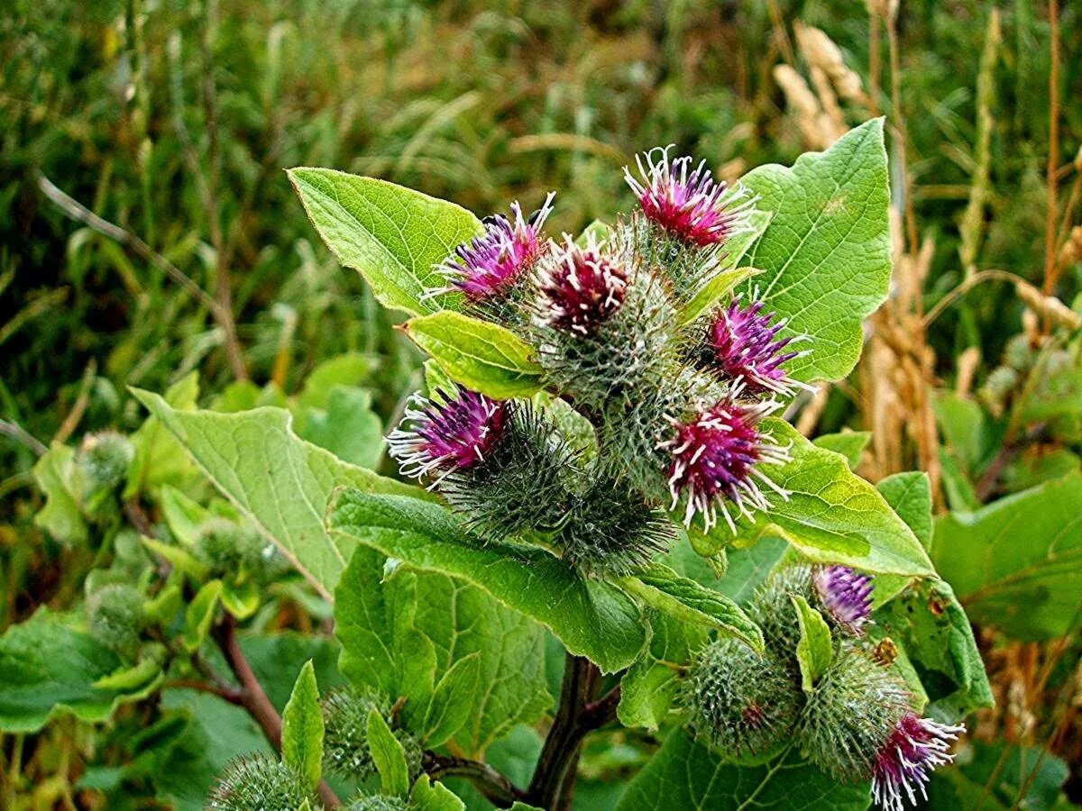 Репей лопух. Лопух большой Arctium Lappa. Репейник растение. Репейник и репей. Признаки лопуха