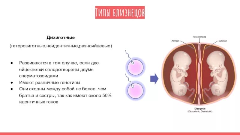 Двойня по какой линии