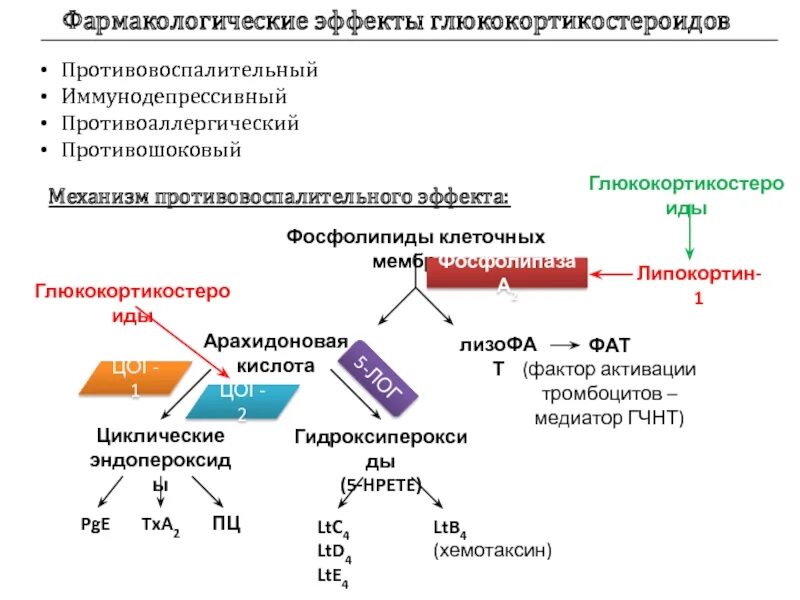 Статистика гкс ру. Фосфолипаза а2 препараты. Противовоспалительный препарат ингибитор фосфолипазы а2. Фосфолипаза а2 арахидоновая кислота. Ингибирует фосфолипазу а2 и ЦОГ 2.