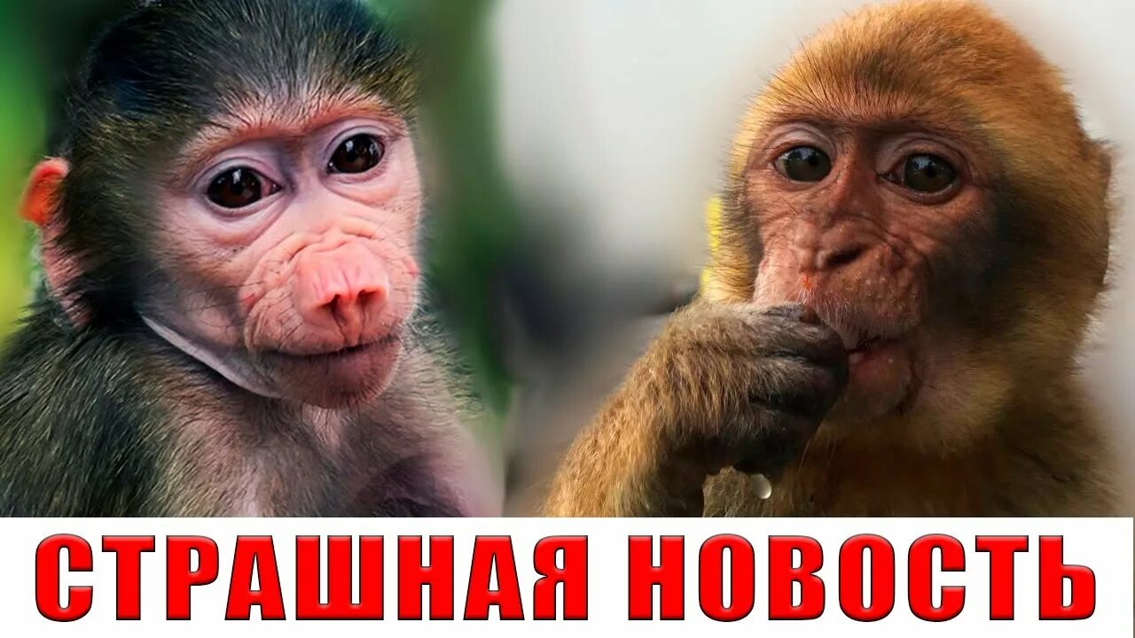 Гамадрил люська и маня последнее видео. Гамадрил люся. люся гамадрил новые. гамадрил люся вырастет. гамадрила люся последние новости.