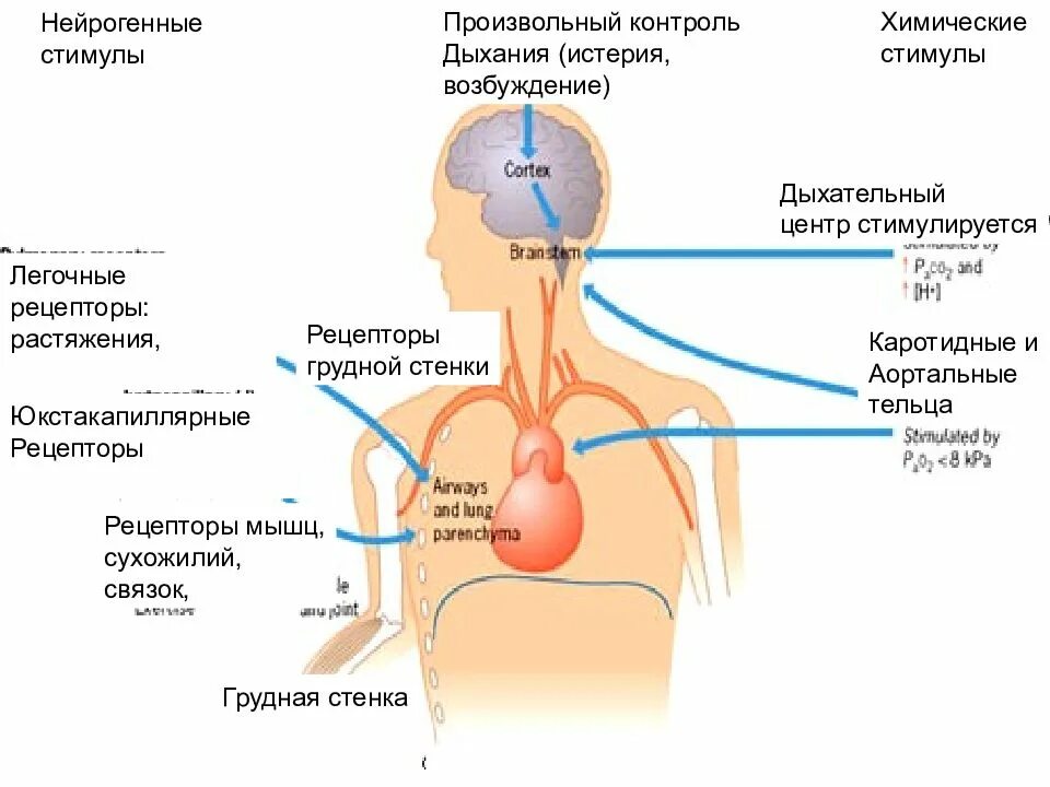 Содержание диоксида углерода в выдыхаемом воздухе. Человек дышиткислород. Углекислый газ в легких. Человек дышит воздухом. Человек дышит кислородом а выдыхает.