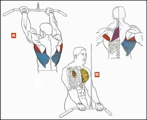 Как накачать спину мужчине. Упражнения для мышц спины блочном тренажере. Прокачка широчайших мышц спины. Широчайшая мышца спины как накачать. Упражнения для прокачки широчайших мышц спины.