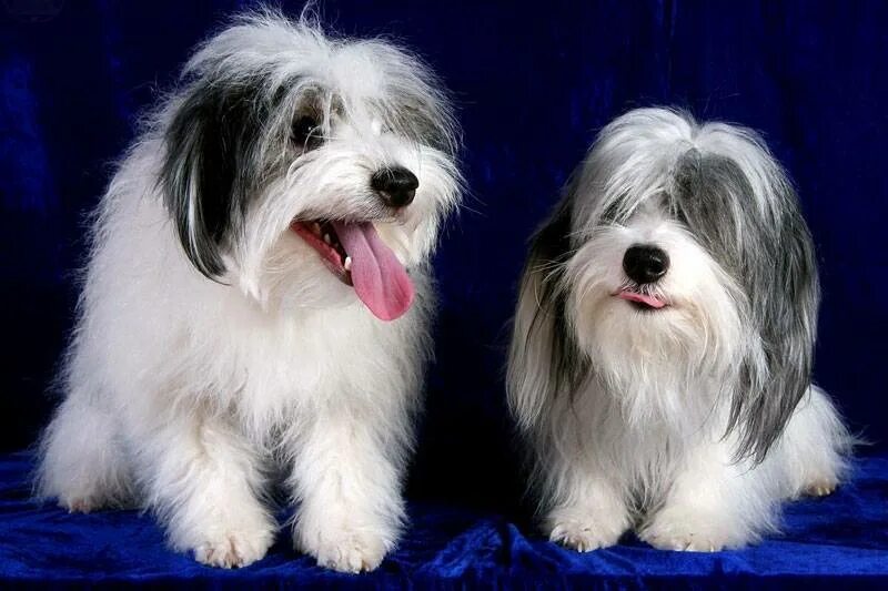 Одис порода собак. Одесская собака Одис. Одис порода собак карликовый. Одис собака описание породы. Од ис