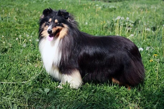 графского поместья шелти