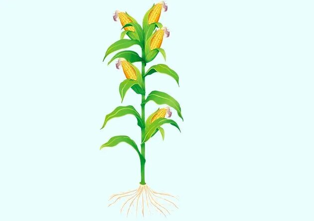 Ботва кукурузы. Стебель кукурузы. кукуруза однодольное. кукуруза растение на белом фоне. кукуруза стебель с листьями.