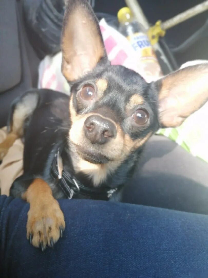 Маленькие собаки кусаются. Той терьер мальчик. Той терьеру плохо. Той терьер. Смешной тойчик.