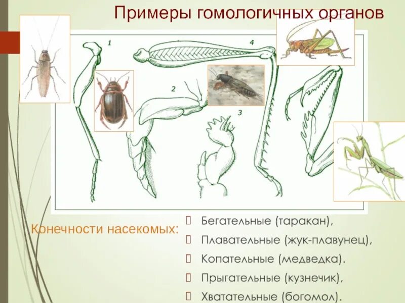 Строение конечностей жука плавунца. Конечности насекомых медведка строение. Бегательные типы конечностей насекомых. Конечности жука плавунца медведки кузнечика. Насекомое работающее на компетентные органы