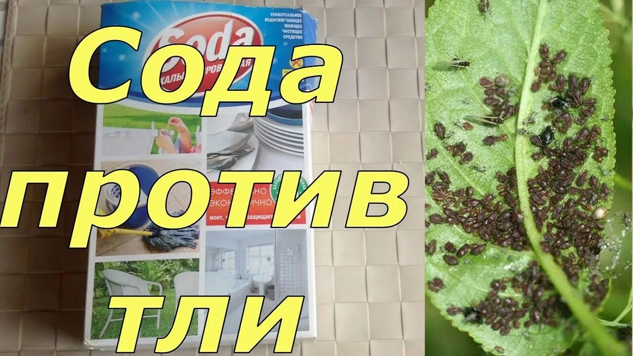 Сода для растений. Сода от тли рецепт. Сода от тли рецепт. Сода от тли рецепт. Раствор от тли с хозяйственным мылом и содой.
