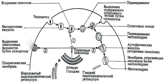 В лизосомах происходят реакции. Структура первичных лизосом. . Схема развития первичных и вторичных лизосом. Вторичная лизосома. Классификация лизосом.