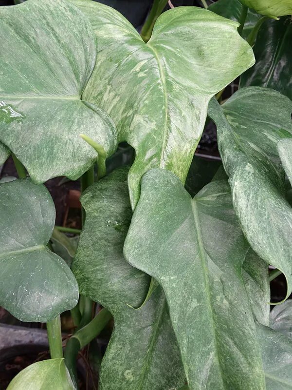 Филодендрон серратум. Филодендрон сплеш. Филодендрон сплеш. Филодендрон хедерацеум. Филодендрон виолин.