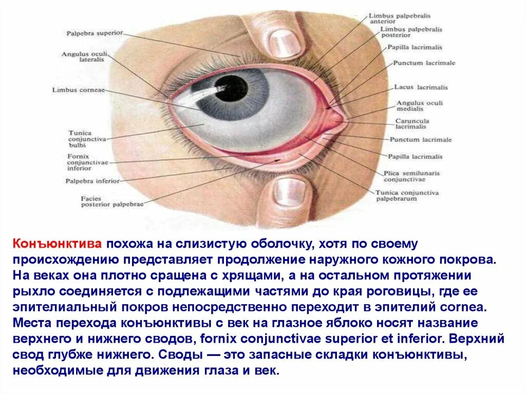 Как называется место где глаз. Конъюнктивальный мешок анатомия. строение глаза мешок глаза конъюнктивальный. тарзальная конъюнктива. веки и конъюнктива анатомия.