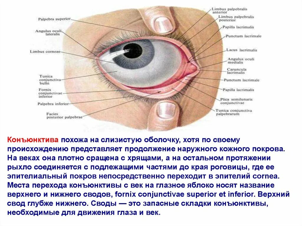 Конъюнктивальный мешок анатомия. Верхний свод конъюнктивы анатомия. Тарзальная конъюнктива. Анатомия век и конъюнктивы. Конъюнктива где
