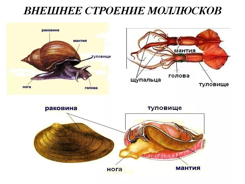 Тип моллюски класс двустворчатые внешнее строение. Мантия и мантийная полость у двустворчатых. Строение тела брюхоногих моллюсков 7 класс. Тип моллюски биология 7 класс строение тела. Тело моллюска имеет мантию