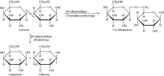 Бета галактозидаза. Бета галактозидаза формула. Ферменты бета галактозидазы. Β-галактоза.