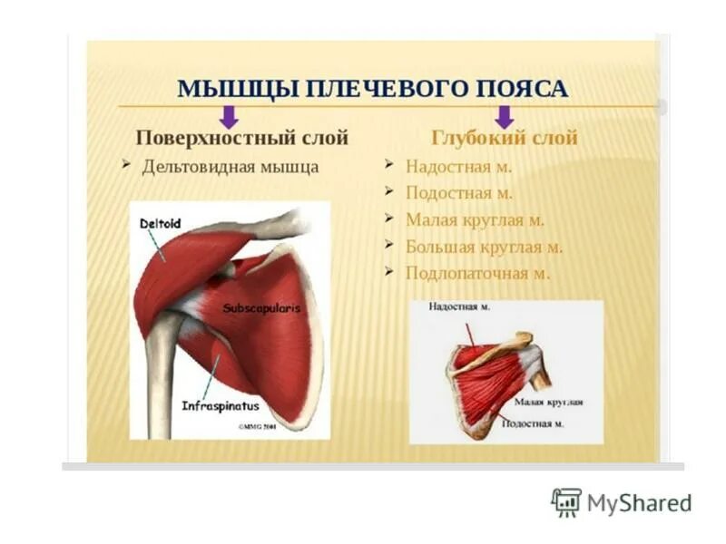 Надостная мышца плечевого пояса. Надостная подостная и малая круглая мышцы. мышцы плечевого пояса дельтовидная надостная подлопаточная. надостная, подостная, большая и малая круглая мышцы.