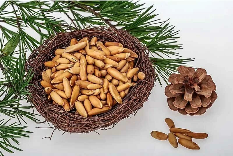 Афганские кедровые орехи джалгоза. Кедровый орех Pine Nuts. Кедр и кедровые орешки. Шишки с орехами. Как называется дерево семена которого кедровые орехи