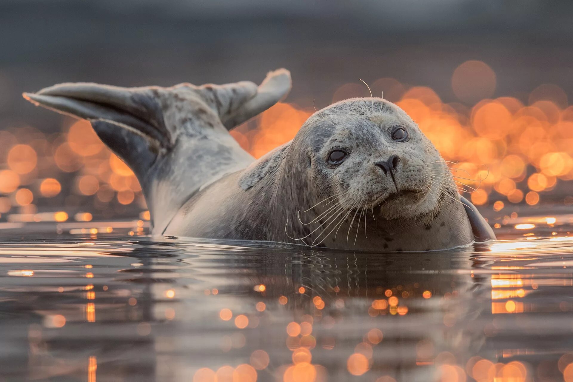 Seal&#039;s