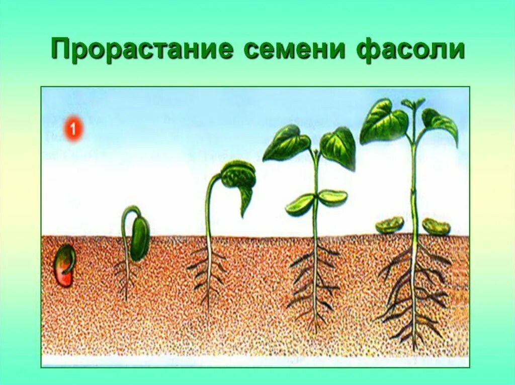 Стадии прорастания семян фасоли. Последовательность этапов прорастания семени. Схема прорастания гороха. Этапы прорастания семян фасоли.