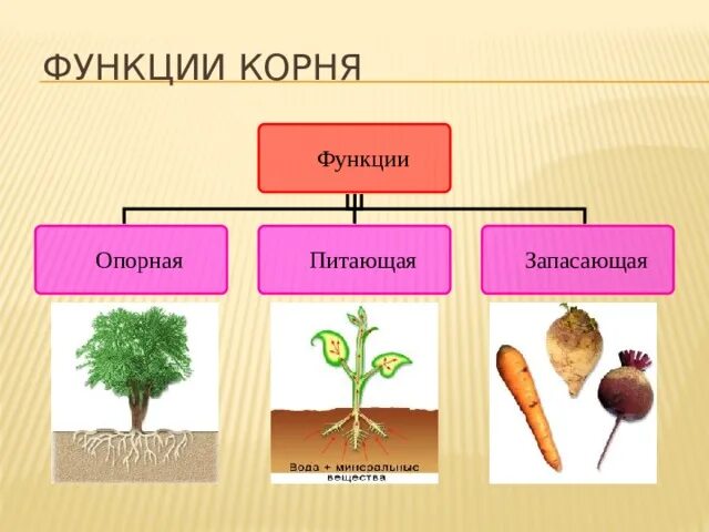 Функции корня. Функции корня растений. Корень функции корня. Функции корня корнеплр. Организована корень