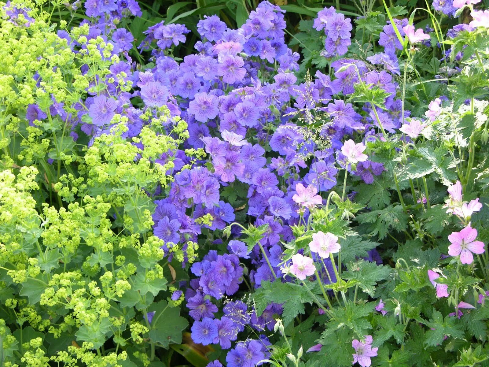 Герань великолепная розмур. Герань садовая (geranium):. Герань гибридная розанна. Герань великолепная роземур. Герань садовая роузмур.