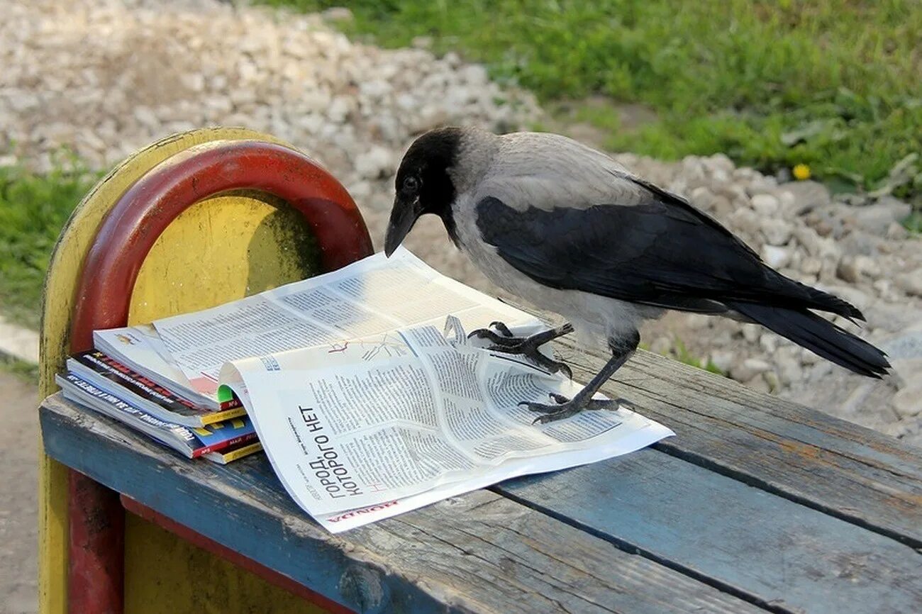Читала ворона газету. Серая ворона птица. Ворона городская. Ворон умная птица. Самая умная птица.
