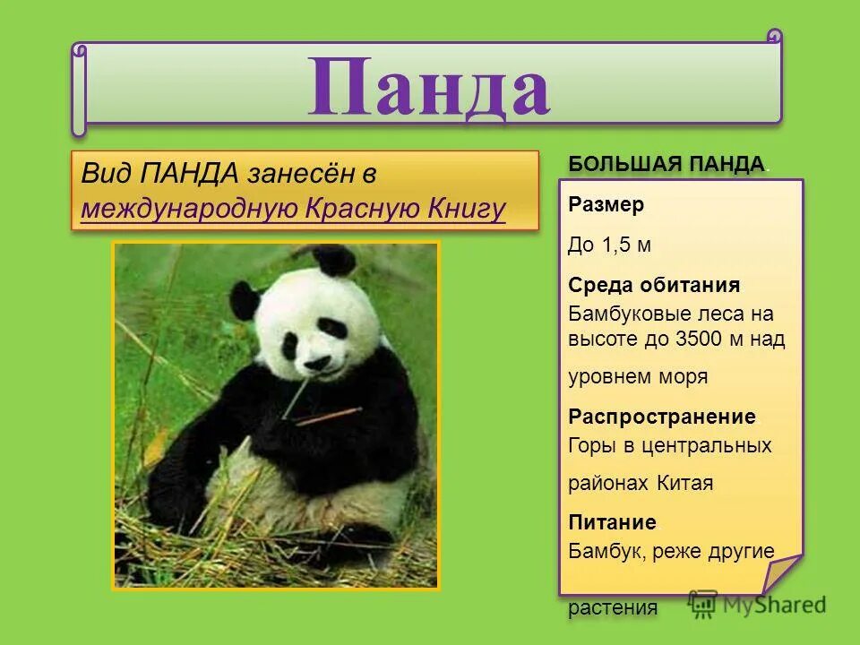 Включи описание большая. Большая Панда красная книга. Классификация большой панды. Панда занесена в красную книгу. Животные красной книги большая Панда.