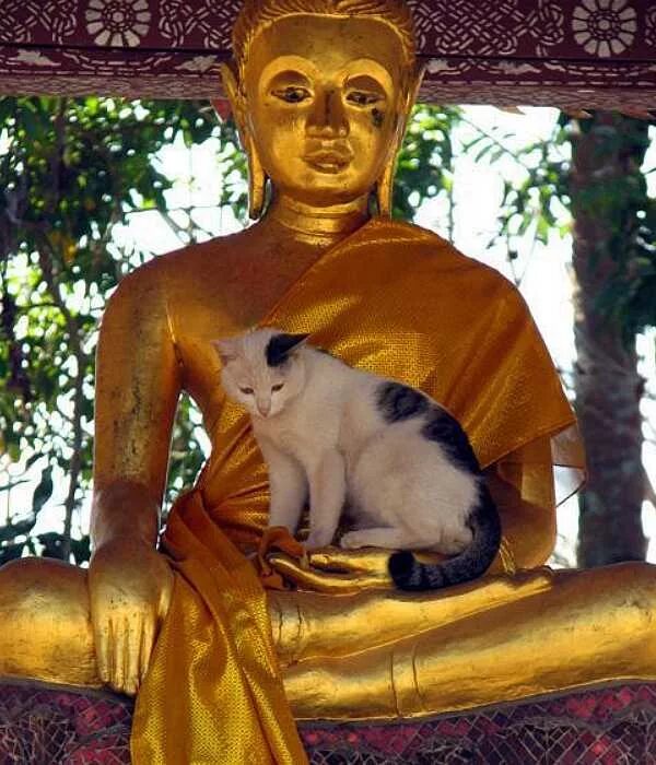Кошки в буддистских храмах. Буддист и кошка. Животные в буддизме. Кот Будда. Животные будды
