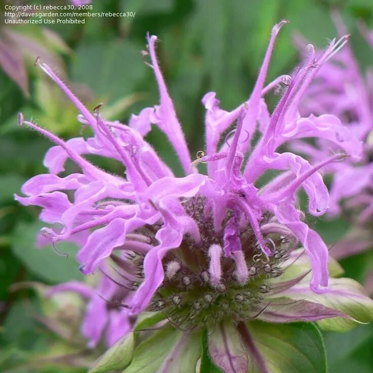 Монарда Балми Лилак. Монарда Monarda Bee-Happy. Бергамот Кастаньяро. Дикий бергамот.