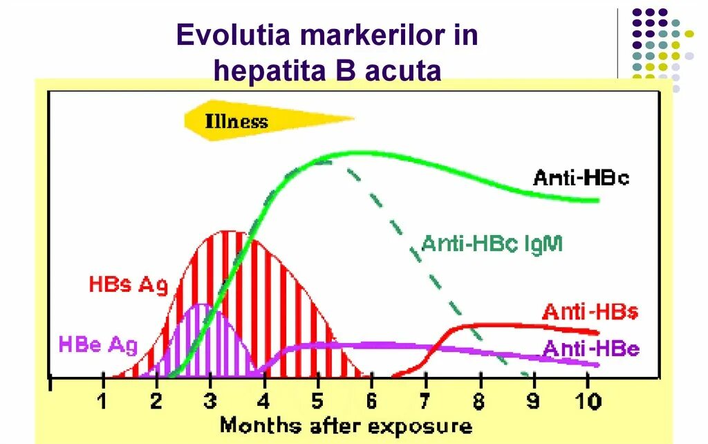 Hbsag, поверхностный антиген вируса гепатита в. Hbs антиген положительный. Anti-hbs количественный норма. Hbsag положительный. Анти-hbc igg.