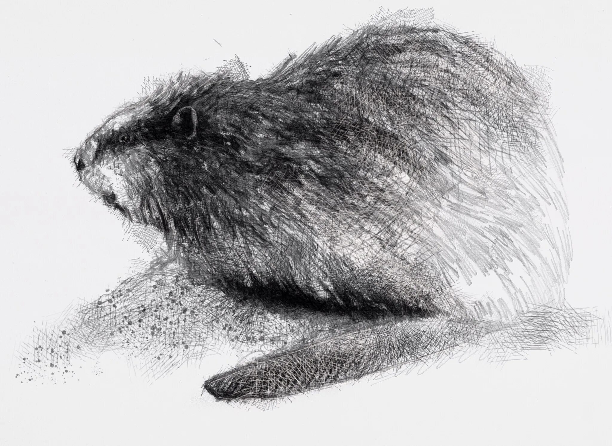 Бобер рисунок карандашом. Бобр мультяшный. Рисунок бобра легкий. Бобр нарисовать. Рисуем бобра.