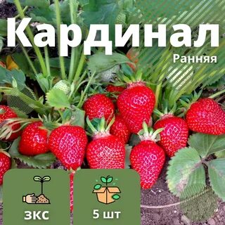 Кардинал клубника описание сорта фото отзывы садоводов