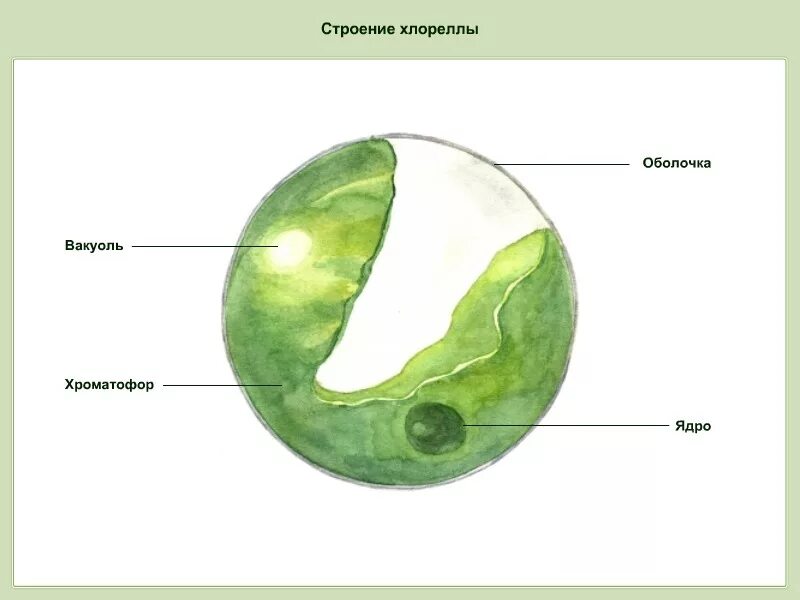 Строение хлореллы. Строение клеток зеленых водорослей хлорелла. Строение водоросли хлорелла 5 класс. Хлорелла водоросль строение. Одноклеточная водоросль хлорелла строение.