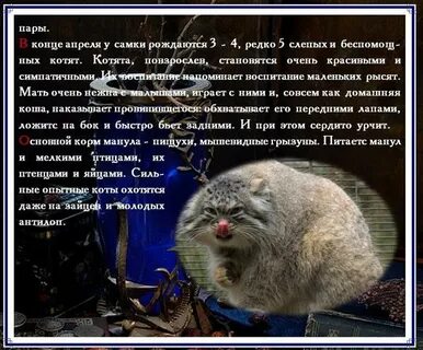 Манул сообщение о животном 4 класс