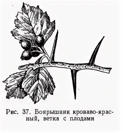Побег боярышника