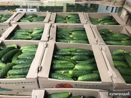 Огурцов оптом