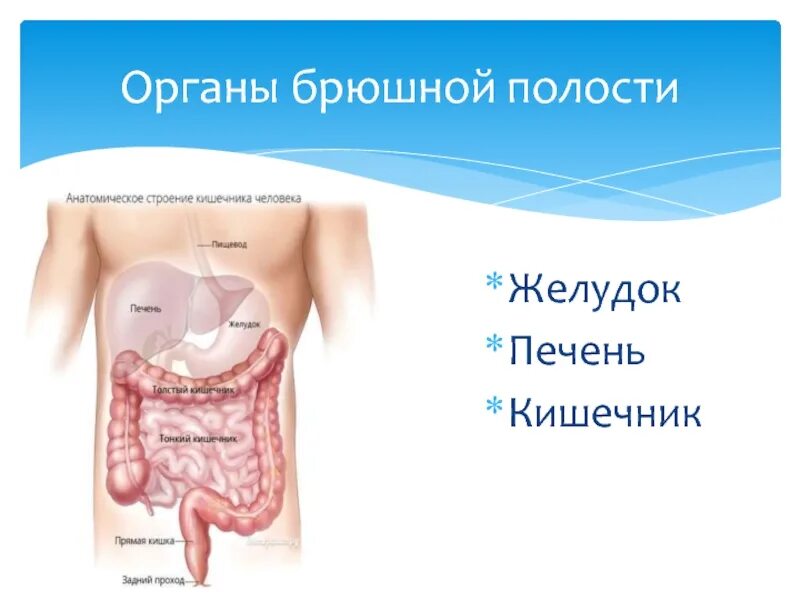 Какие органы в брюшной полости человека. Печень желудок брюшная полость. Строение тела человека 2 класс презентация школа России кишечник. Как называется УЗИ кишечника.