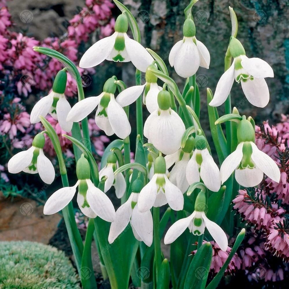 Галантус цветок фото и описание. Galanthus elwesii. Elwesii Подснежник. Подснежник Галантус. Галантус Элвиса.