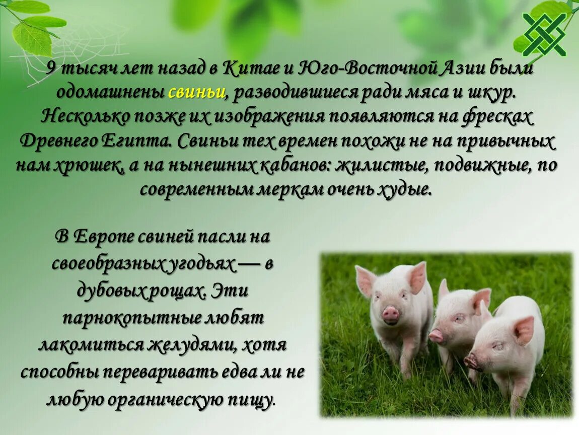 Одомашнивание свиней. Происхождение свиней. Происхождение домашних свиней. Одомашнивание животных это в биологии.